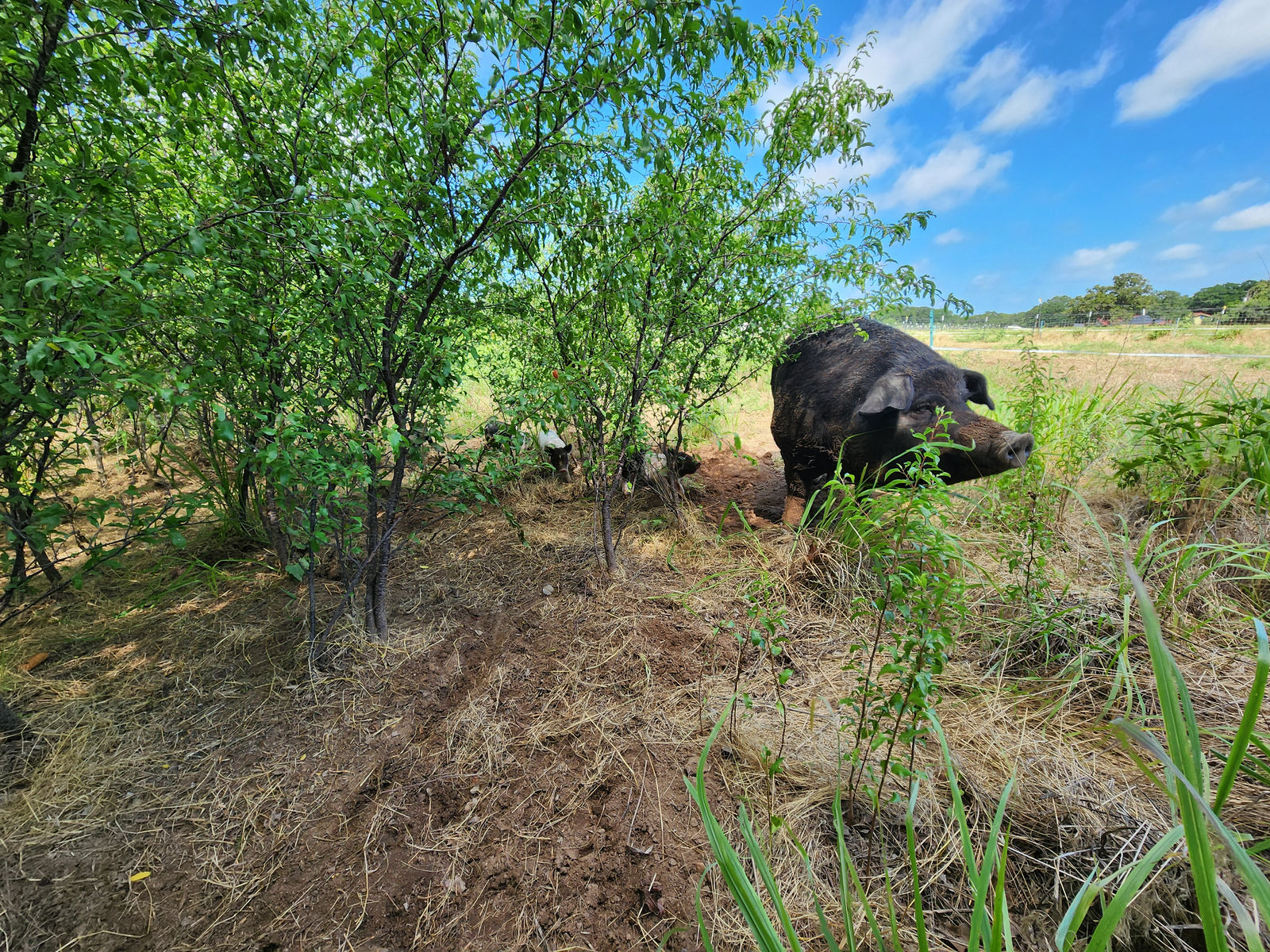 A black pig among the trees on our pasture